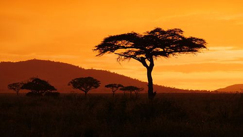 Zonsondergang in Afrika op de savanne in Tanzania
