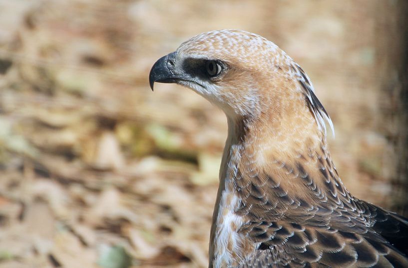 crested hawk eagle by Alyssa Alsemgeest