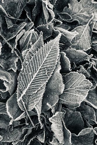 Winter leaf black and white | Nature