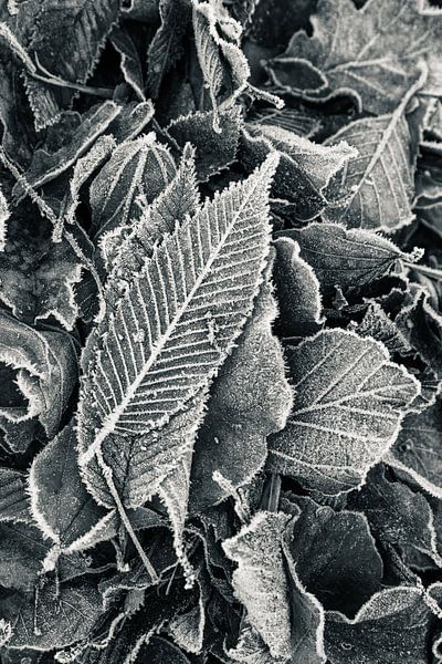 Winterblatt schwarz und weiß | Natur von Dorien Paymans