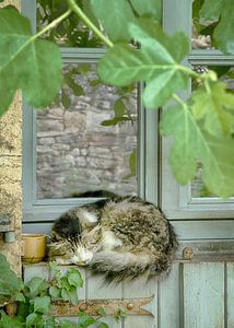 Sieste de l'après-midi
