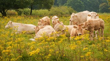 Gezinsfoto koeien tussen de gele bloemen van Michel Seelen
