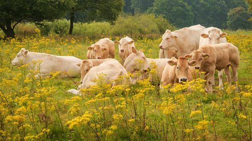 Family photo cows among the yellow flowers