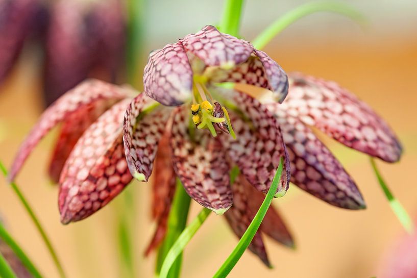 Fritillaria Meleagris by Martien Janssen