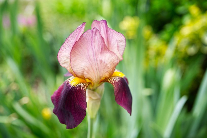PurpleIrisFlowerLandscape-IrisRichardson von Iris Holzer Richardson