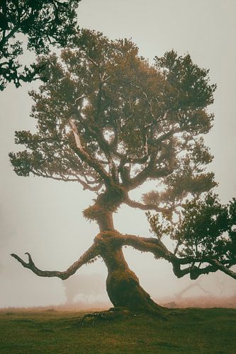 Ent'er la forêt magique | Fanal | Madère | Paysage