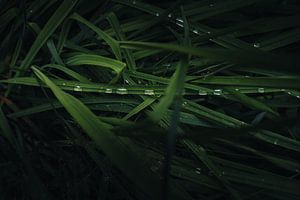 Dans la forêt enchantée