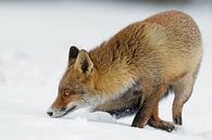 Fuchs im Schnee von Menno Schaefer Miniaturansicht
