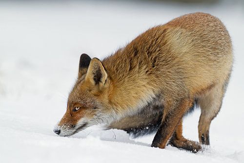 Fox in the snow by Menno Schaefer