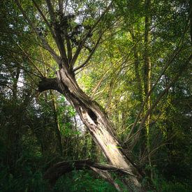 Gespleten boom van Kristoff De Turck