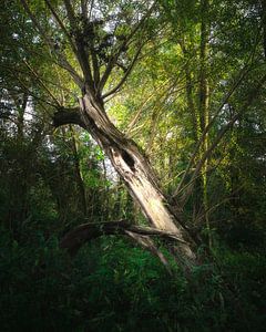 Séparer l'arbre sur Kristoff De Turck