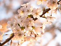 Blossom in the tree