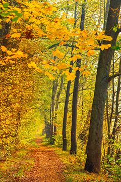 Sentier le long d'une allée d'arbres forestiers avec des feuilles d'automne jaunes sur Alex Winter