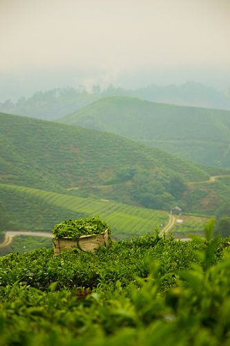 Boh tea by Joran Quinten