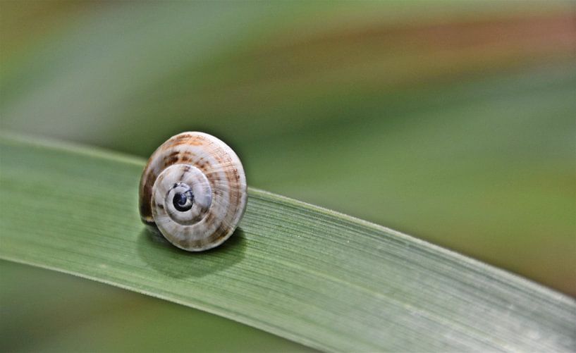ein Gartenschneckenhaus auf einem grünen Blatt von Werner Lehmann