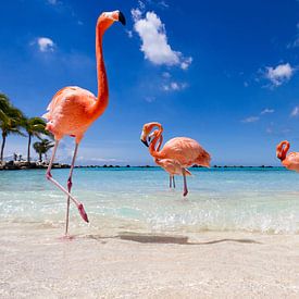 Flamingos up close and personal by Vivianne Molenaar-Seinen