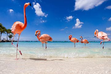 Flamingo's up close and personal  von Vivianne Molenaar-Seinen