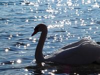 Zonnebaden