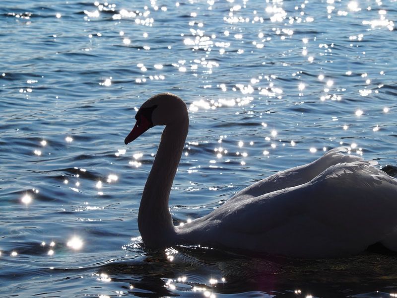 Sunbathing by Mathias Behr