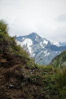 Alpine flowers and Alpine mountain