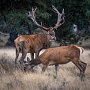 Red deer during the rut by Evert Jan Kip thumbnail