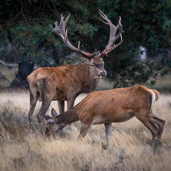 Red deer during the rut by Evert Jan Kip
