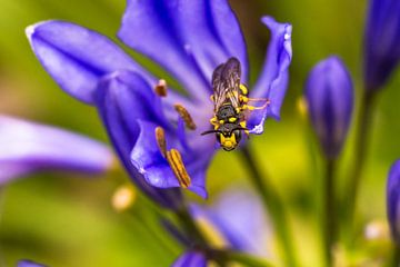 Insecte sur Wilco Snoeijer