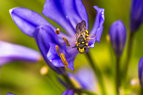 Insect