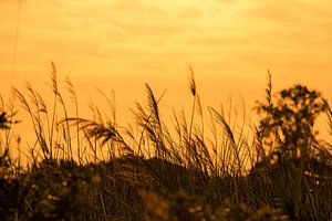 Natur im Sonnenuntergang