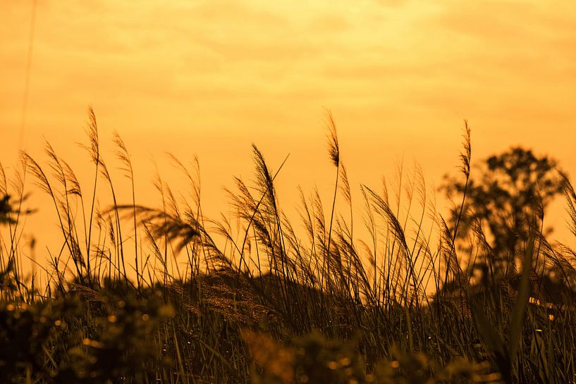 La nature au coucher du soleil par Frank Herrmann