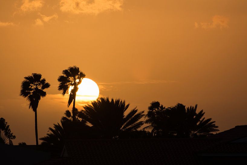 Palm trees and the setting sun by Michel Geluk
