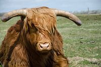 schotse hooglander