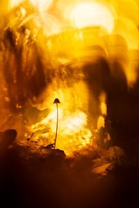 Lumière jaune chaude