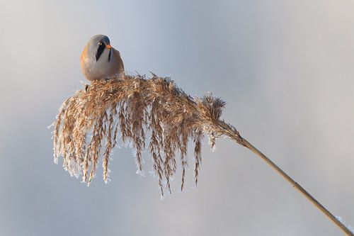 Baardmannetje in het riet in de winter