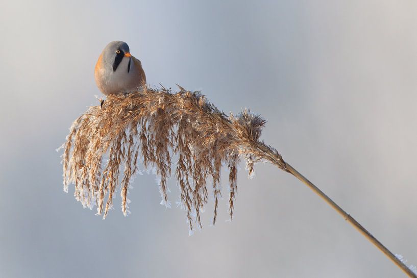 Baardmannetje in het riet in de winter van Jeroen Stel