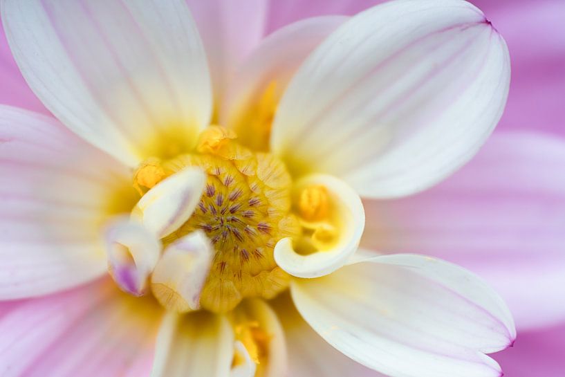 Come closer... by Monique van Helden