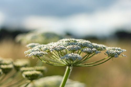 Une Angélique commune