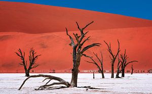 Deadvlei-Salzpfanne mit abgestorbenen Akazienbäumen, Namibia