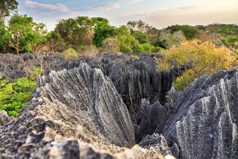 Tsingy rotsen in het landschap van Dennis van de Water