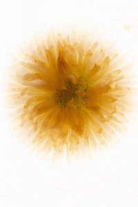 Bellis in Eis