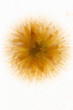 Bellis in ijs van Marc Heiligenstein