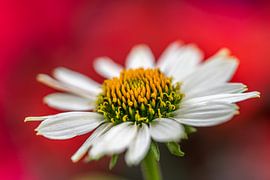 margriet bloem van Desirée Couwenberg