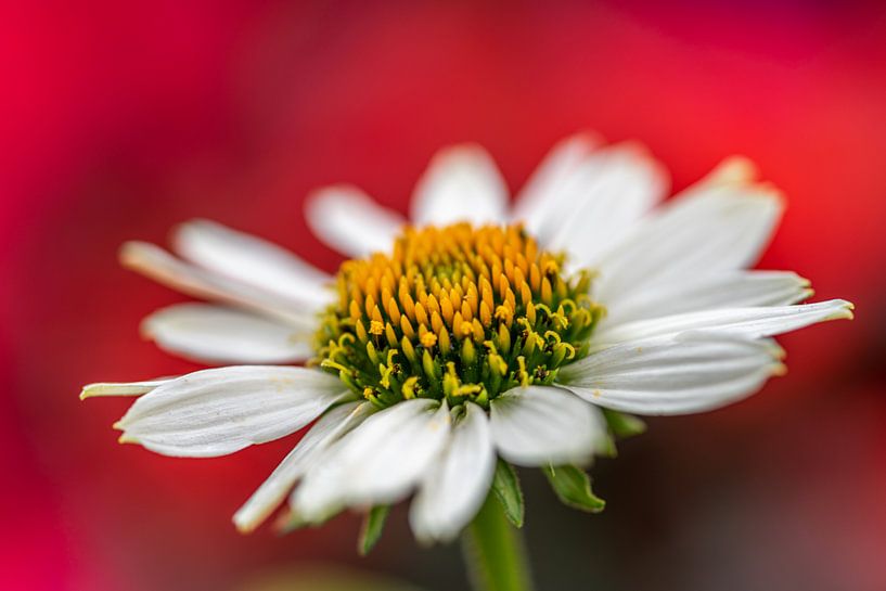Marguerite Flower by Desirée Couwenberg