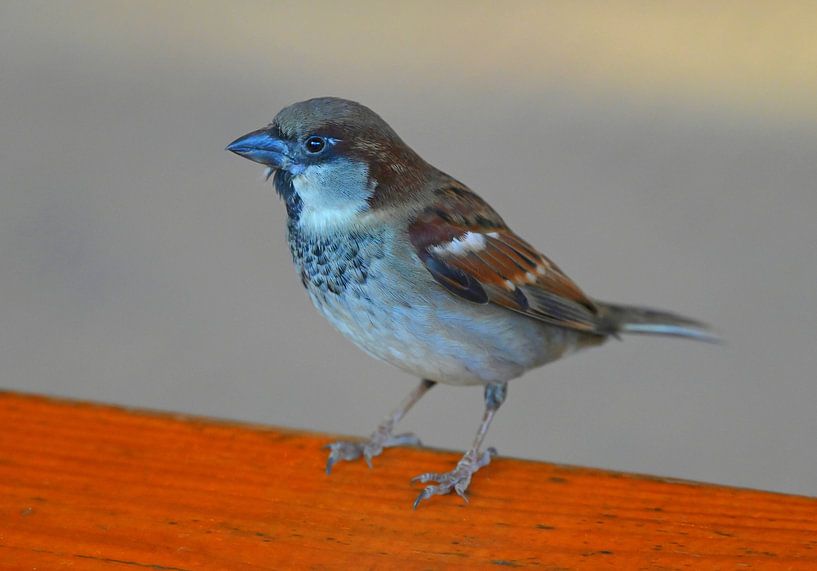 House sparrow by Jose Lok
