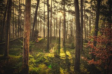 Magic forest von Patrick Scholte