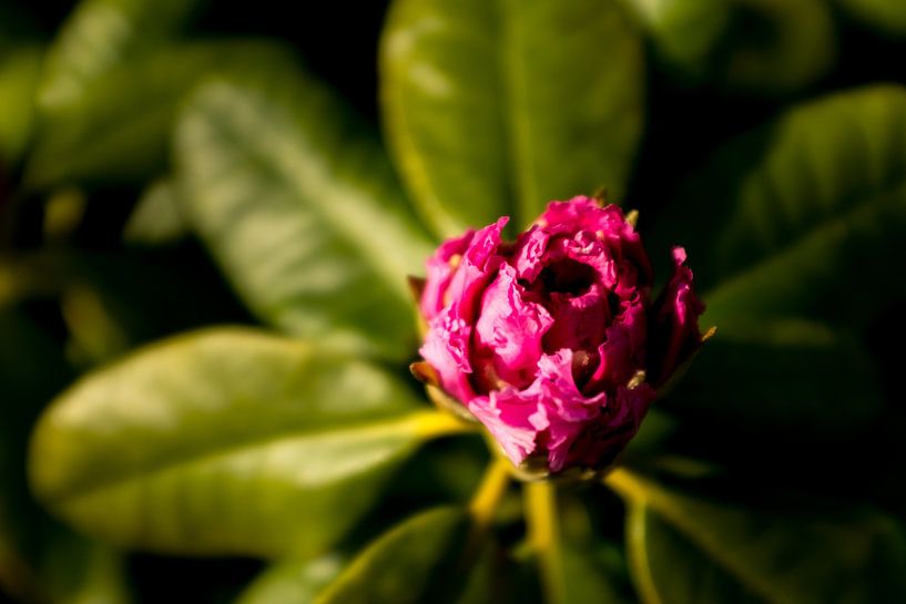 flower with sunset | fine art photo art by Karijn | Fine art Natuur en Reis Fotografie