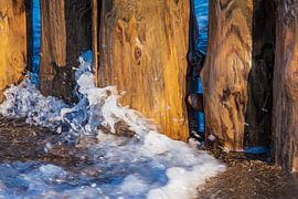 Strand an der Ostseeküste bei Graal Müritz