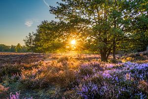 Terhaagdoorn Heide