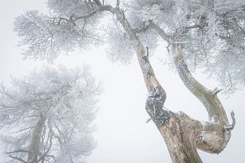 Boomkruinen met rijp