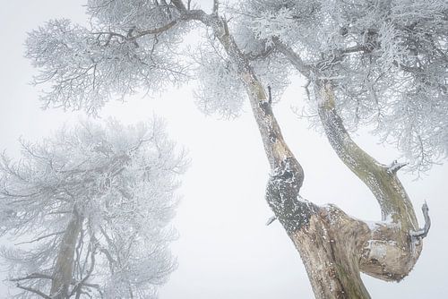 Boomkruinen met rijp